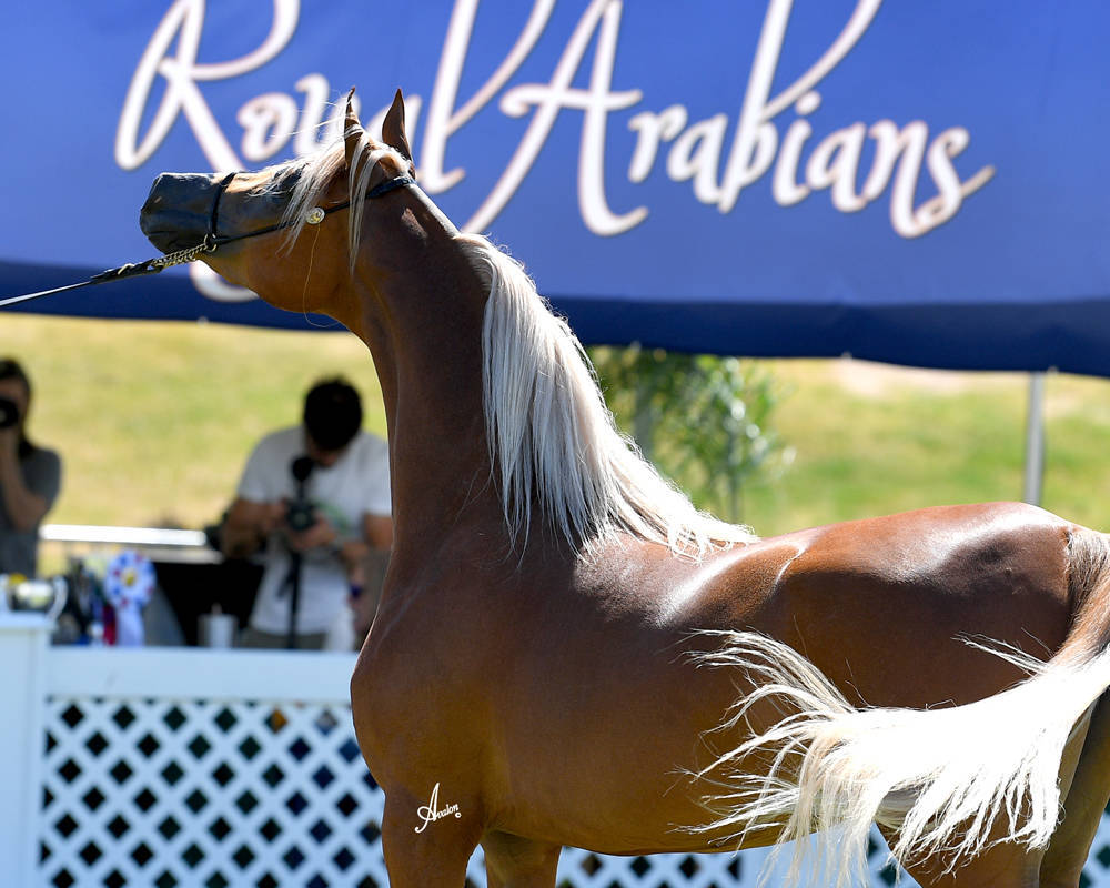 The 2021 Arabian Breeders World Cup - Scottsdale 
