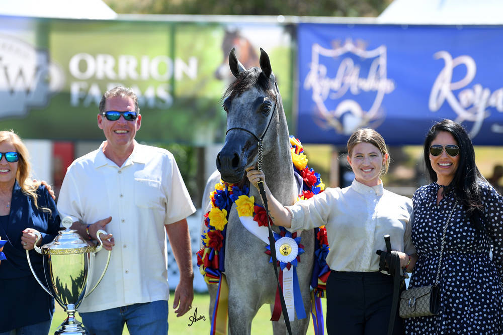 The 2021 Arabian Breeders World Cup - Scottsdale 