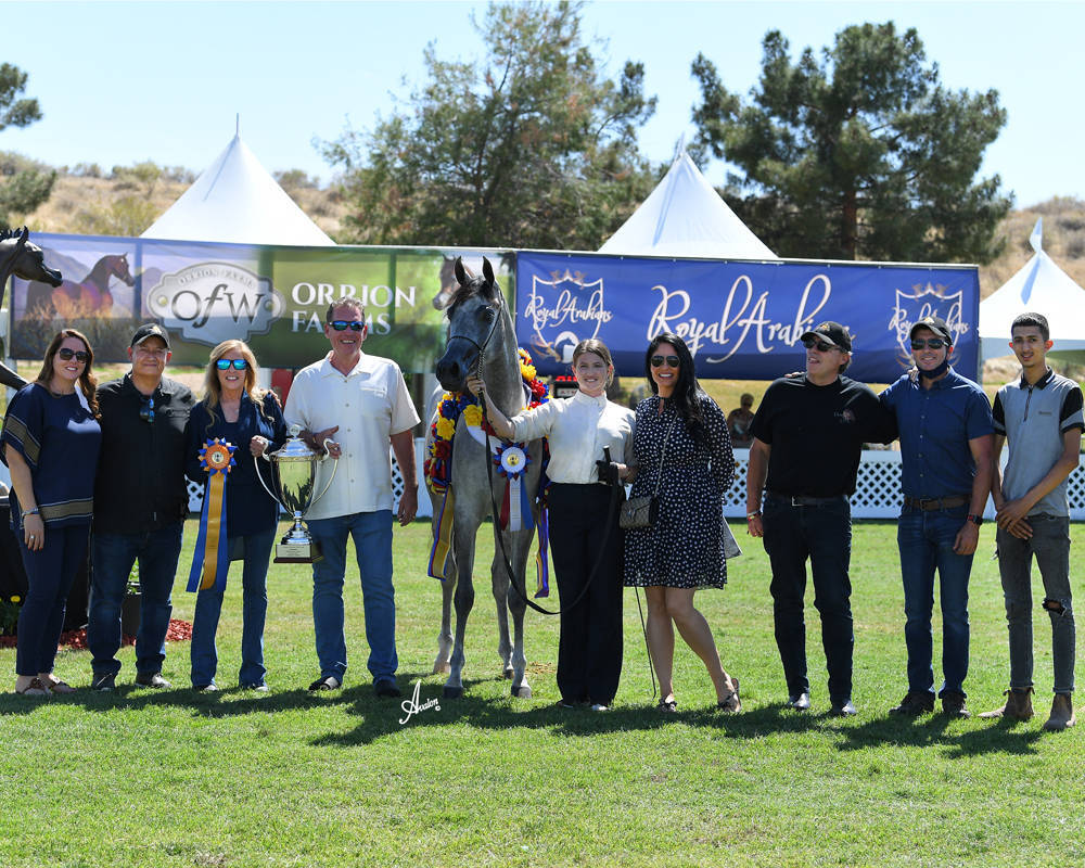 The 2021 Arabian Breeders World Cup - Scottsdale 