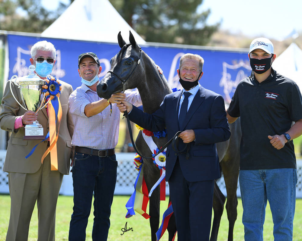 The 2021 Arabian Breeders World Cup - Scottsdale 