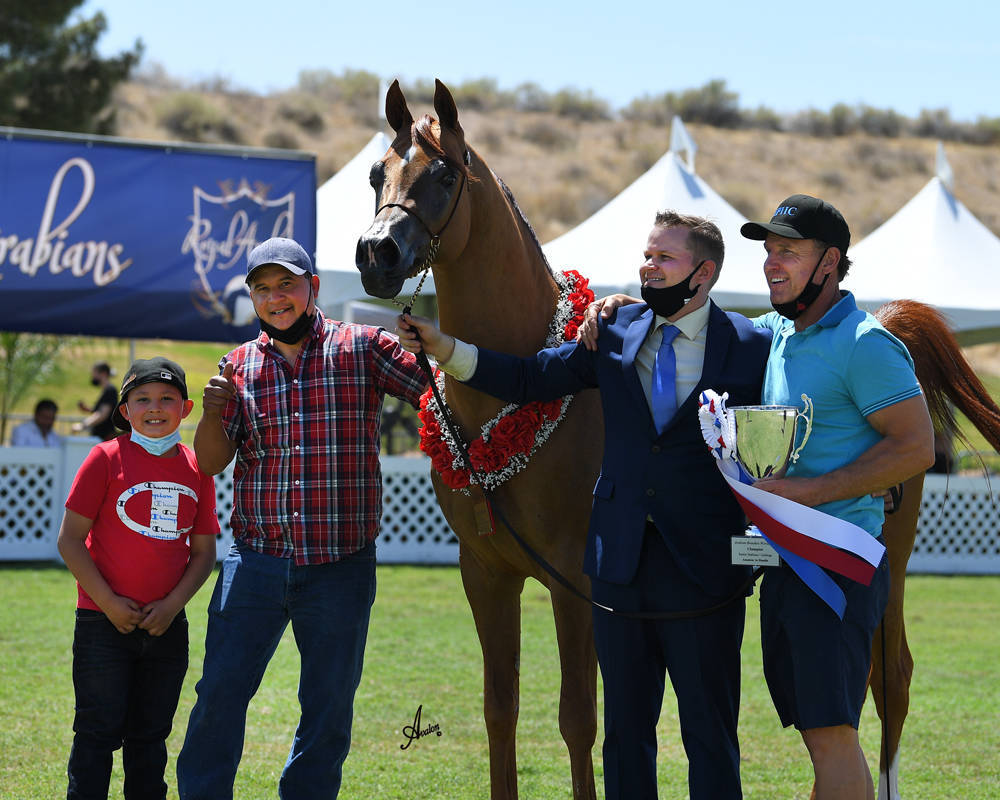 The 2021 Arabian Breeders World Cup - Scottsdale 