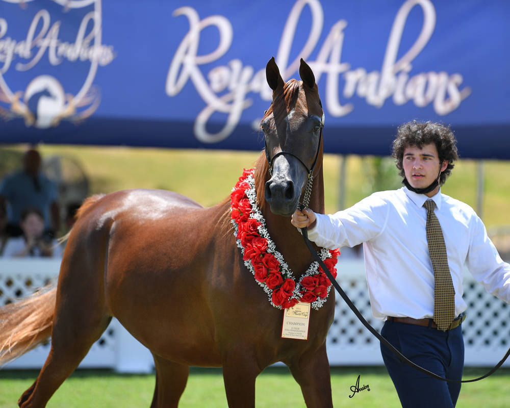 The 2021 Arabian Breeders World Cup - Scottsdale 