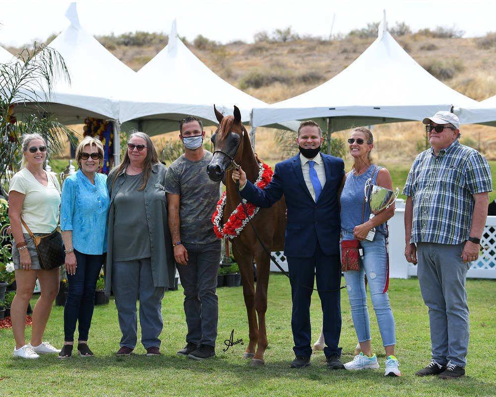 The 2021 Arabian Breeders World Cup - Scottsdale 