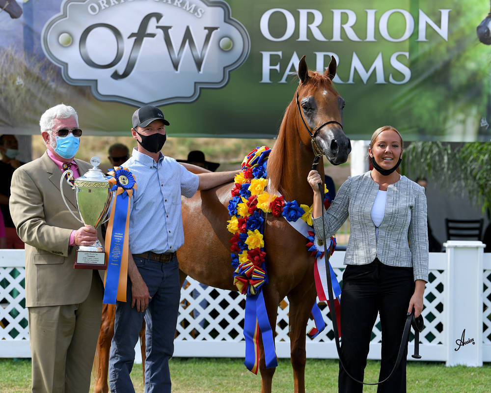 The 2021 Arabian Breeders World Cup - Scottsdale 