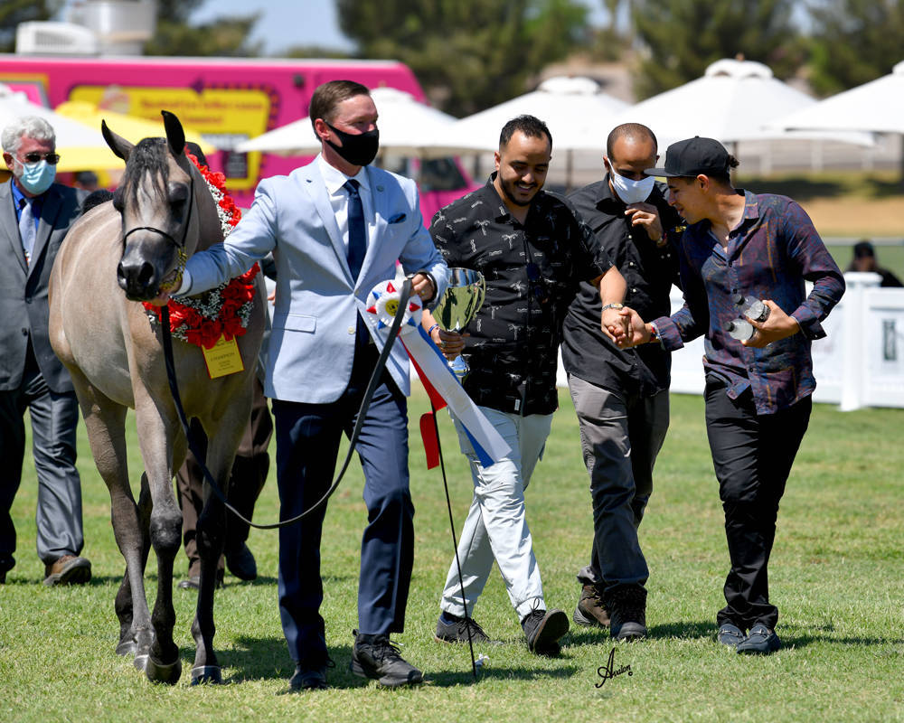 The 2021 Arabian Breeders World Cup - Scottsdale 