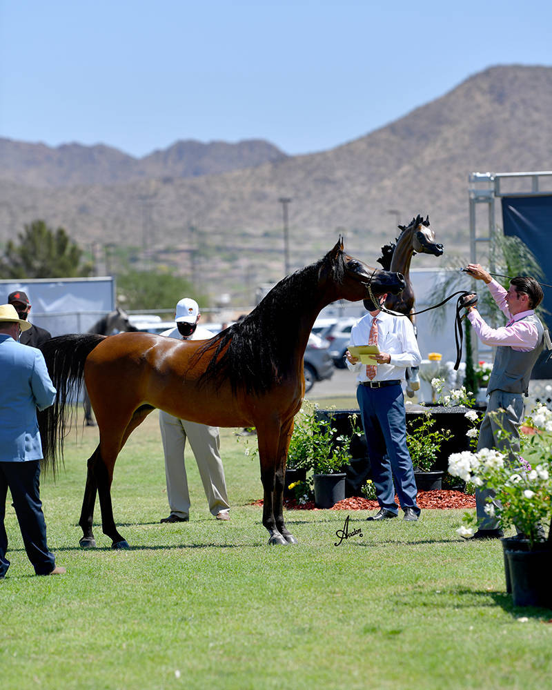 The 2021 Arabian Breeders World Cup - Scottsdale 