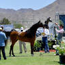 The 2021 Arabian Breeders World Cup - Scottsdale 