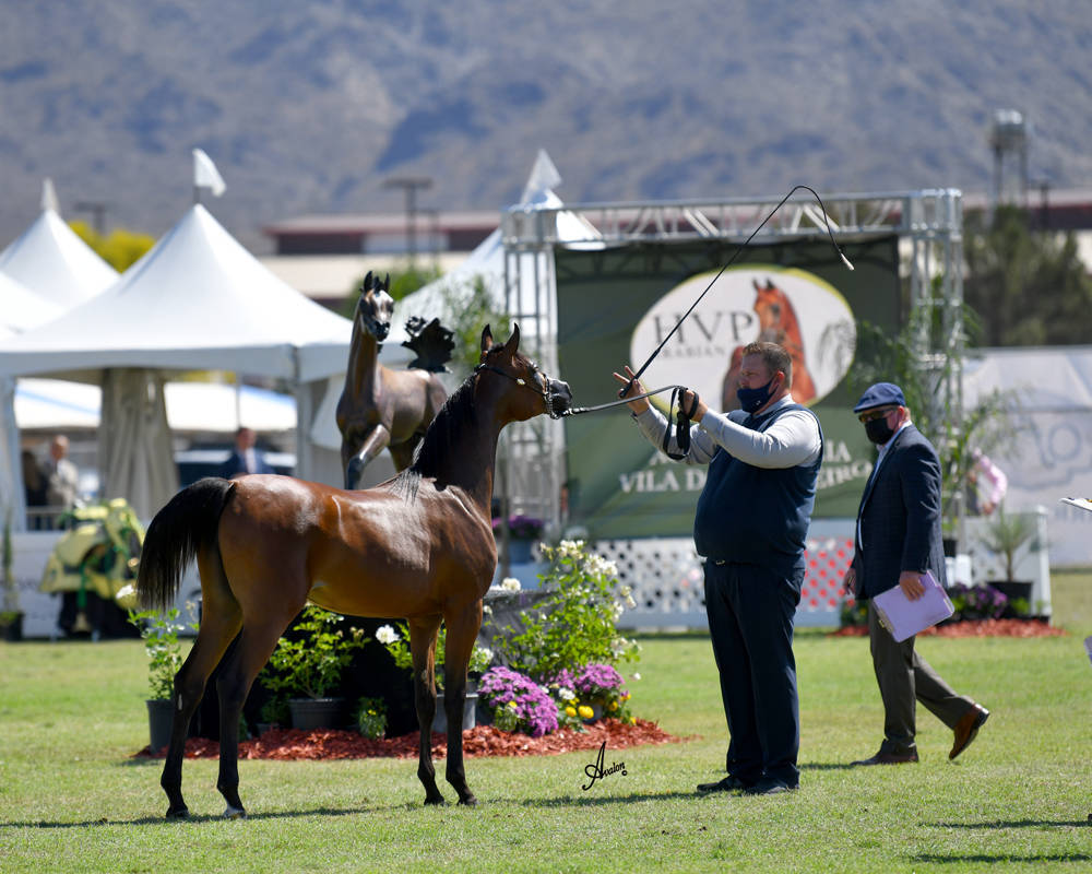 The 2021 Arabian Breeders World Cup - Scottsdale 