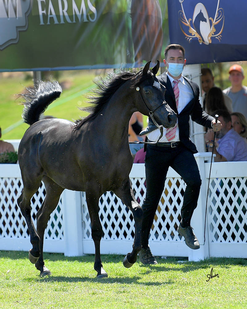 The 2021 Arabian Breeders World Cup - Scottsdale 