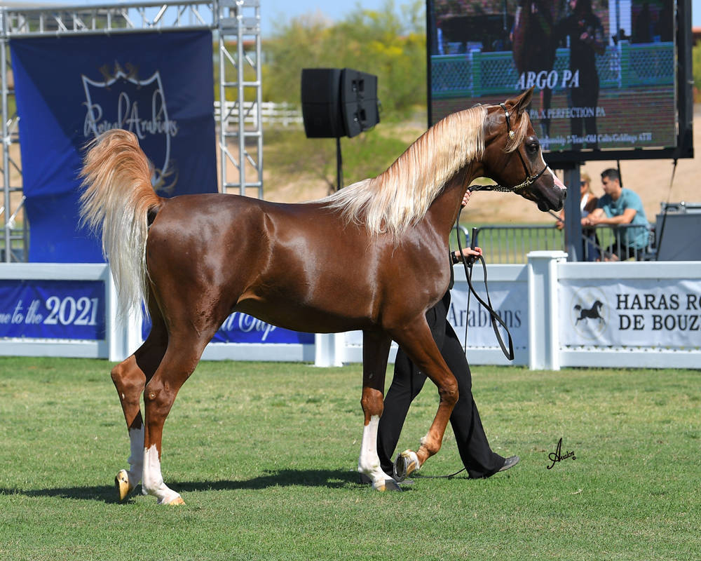 The 2021 Arabian Breeders World Cup - Scottsdale 