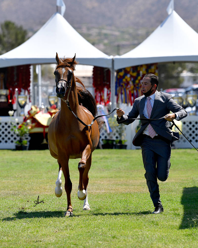 The 2021 Arabian Breeders World Cup - Scottsdale 