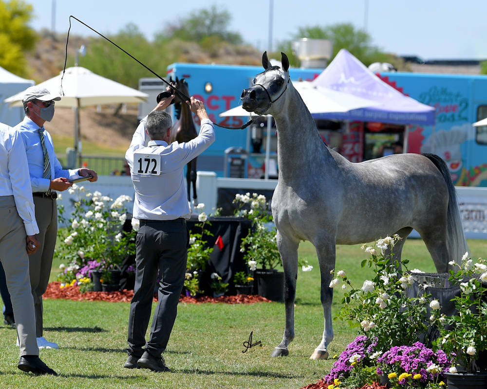 The 2021 Arabian Breeders World Cup - Scottsdale 