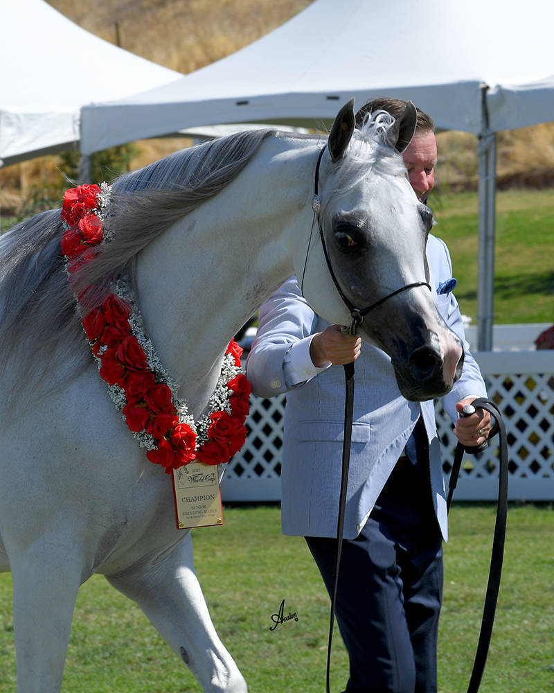 The 2021 Arabian Breeders World Cup - Scottsdale 