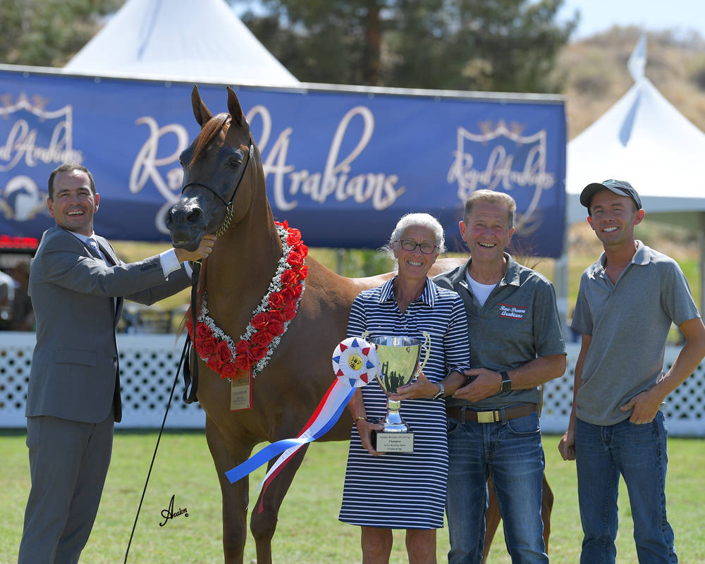 The 2021 Arabian Breeders World Cup - Scottsdale 
