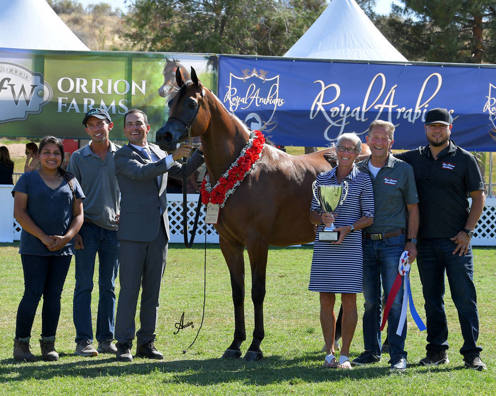 The 2021 Arabian Breeders World Cup - Scottsdale 