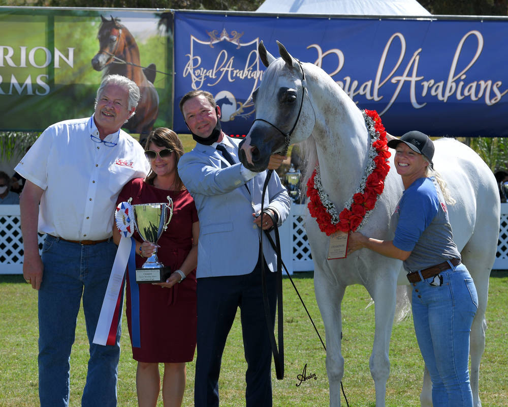 The 2021 Arabian Breeders World Cup - Scottsdale 