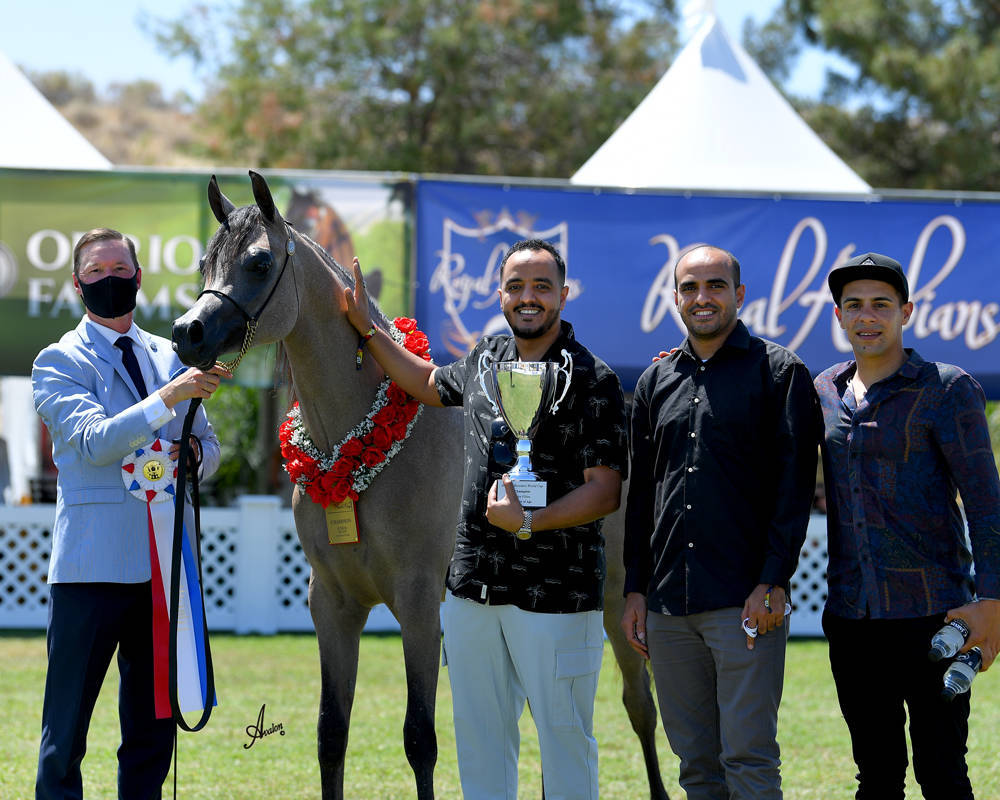The 2021 Arabian Breeders World Cup - Scottsdale 