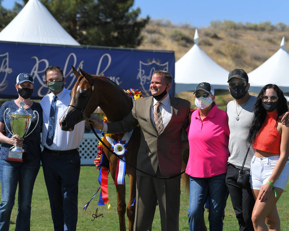 The 2021 Arabian Breeders World Cup - Scottsdale 