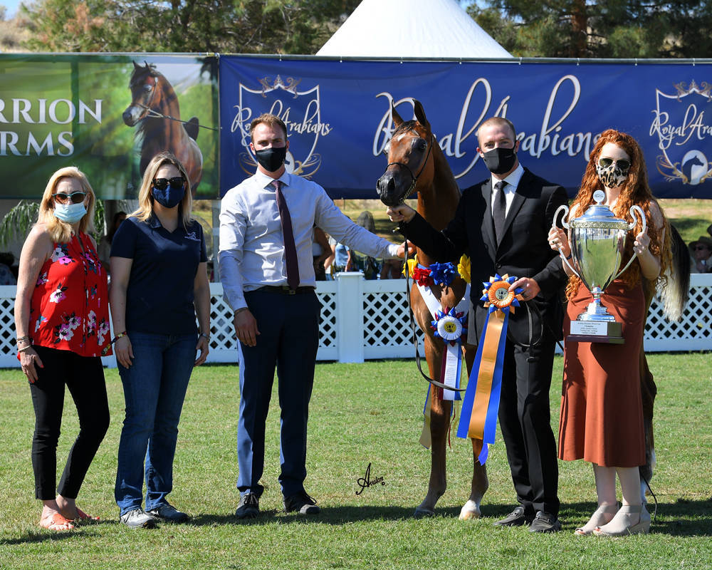 The 2021 Arabian Breeders World Cup - Scottsdale 