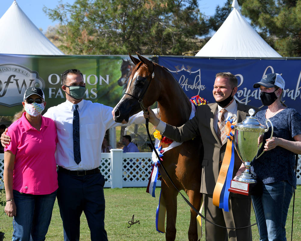 The 2021 Arabian Breeders World Cup - Scottsdale 