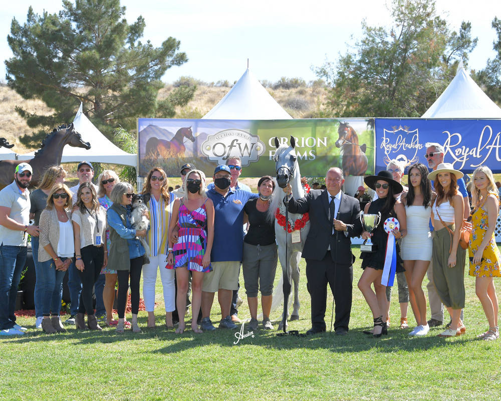 The 2021 Arabian Breeders World Cup - Scottsdale 