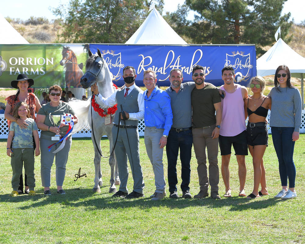 The 2021 Arabian Breeders World Cup - Scottsdale 