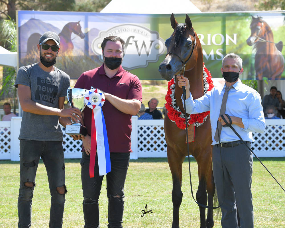 The 2021 Arabian Breeders World Cup - Scottsdale 