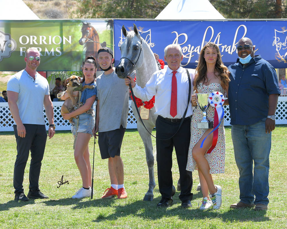 The 2021 Arabian Breeders World Cup - Scottsdale 