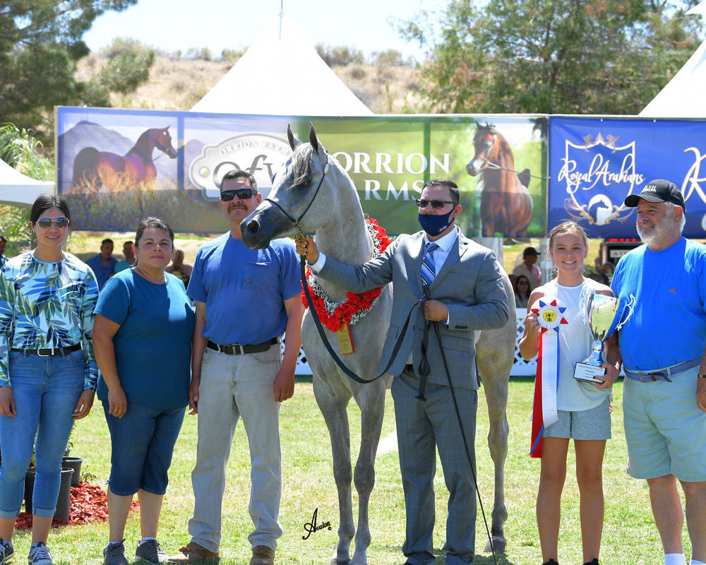 The 2021 Arabian Breeders World Cup - Scottsdale 