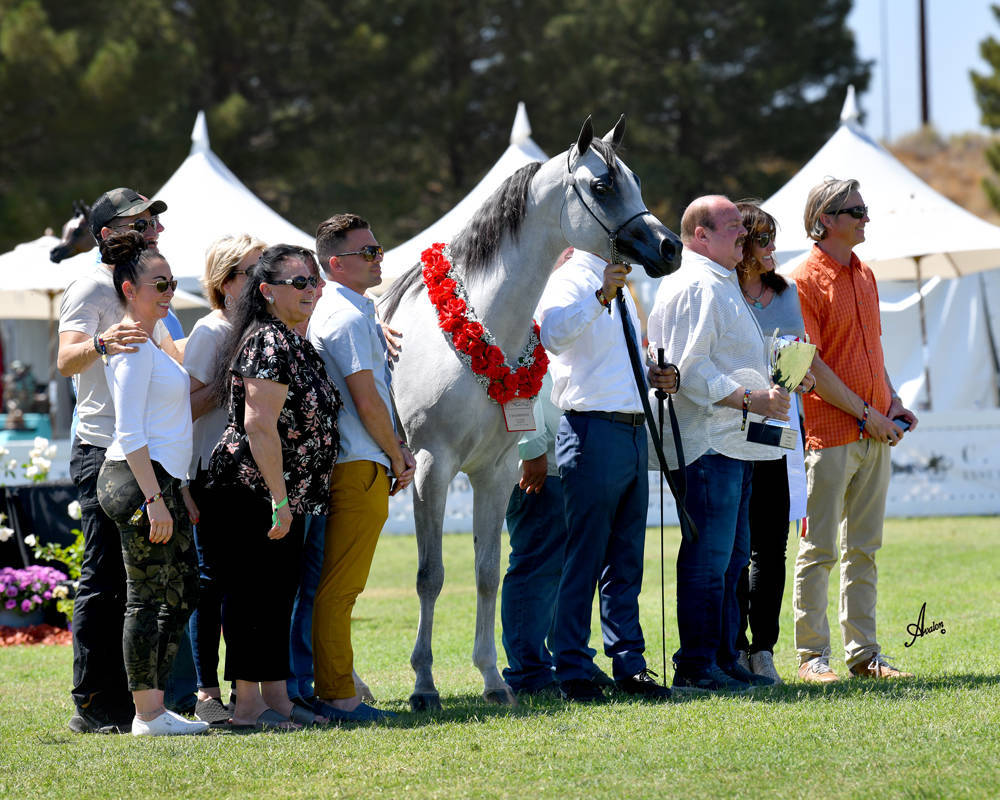 The 2021 Arabian Breeders World Cup - Scottsdale 