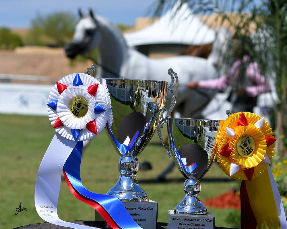 The 2021 Arabian Breeders World Cup - Scottsdale 