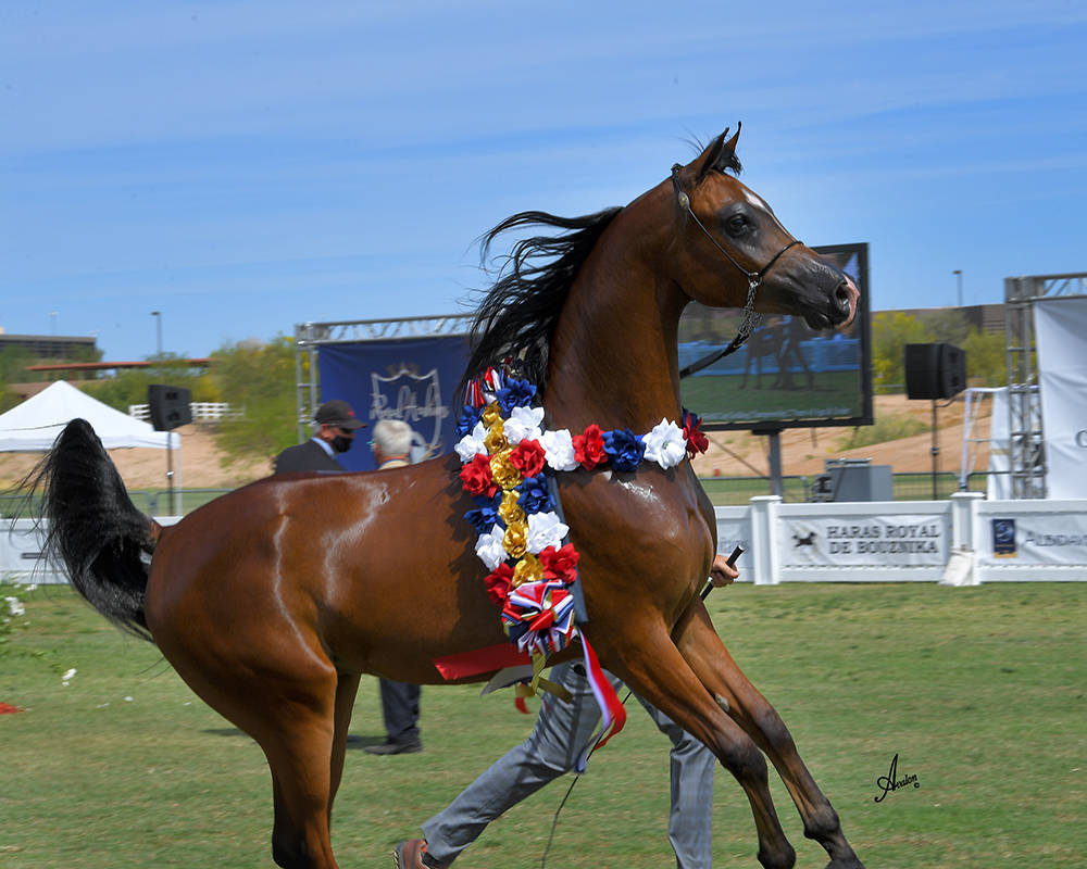 The 2021 Arabian Breeders World Cup - Scottsdale 