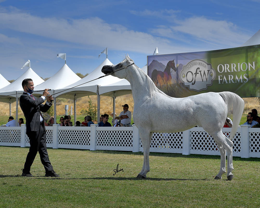 The 2021 Arabian Breeders World Cup - Scottsdale 
