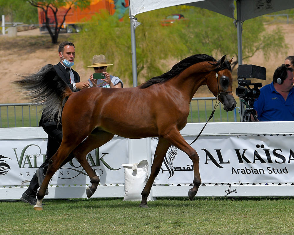 The 2021 Arabian Breeders World Cup - Scottsdale 