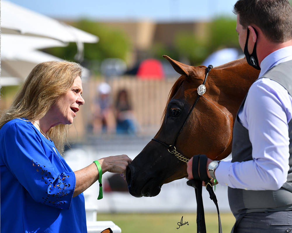 The 2021 Arabian Breeders World Cup - Scottsdale 