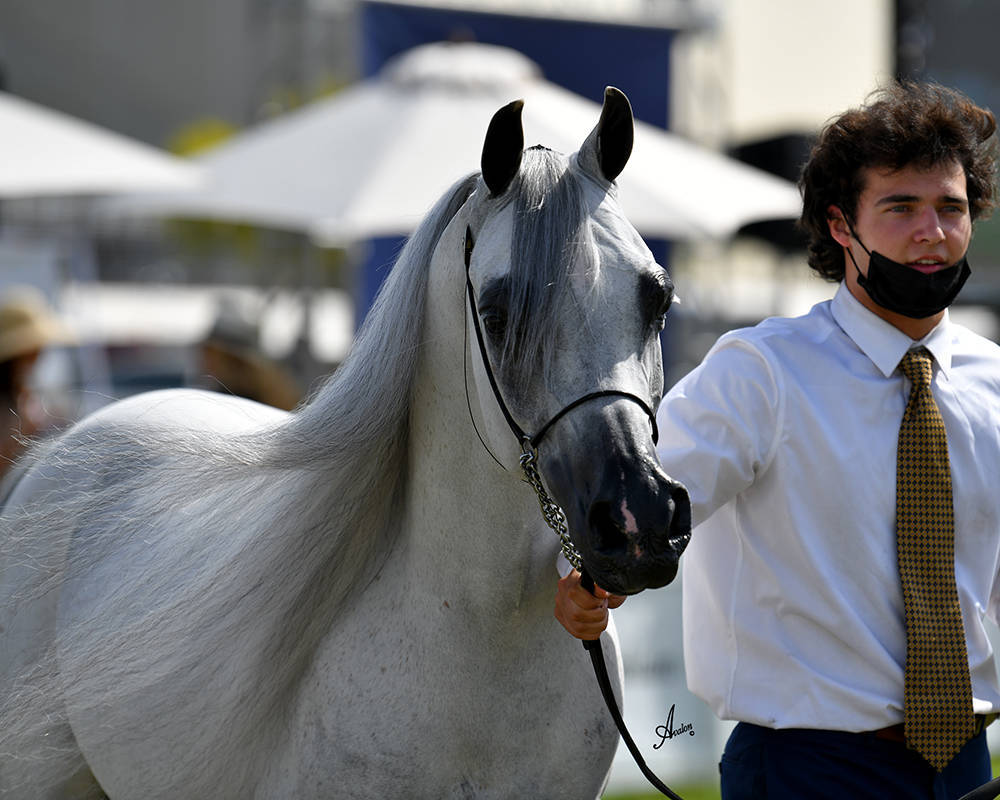 The 2021 Arabian Breeders World Cup - Scottsdale 