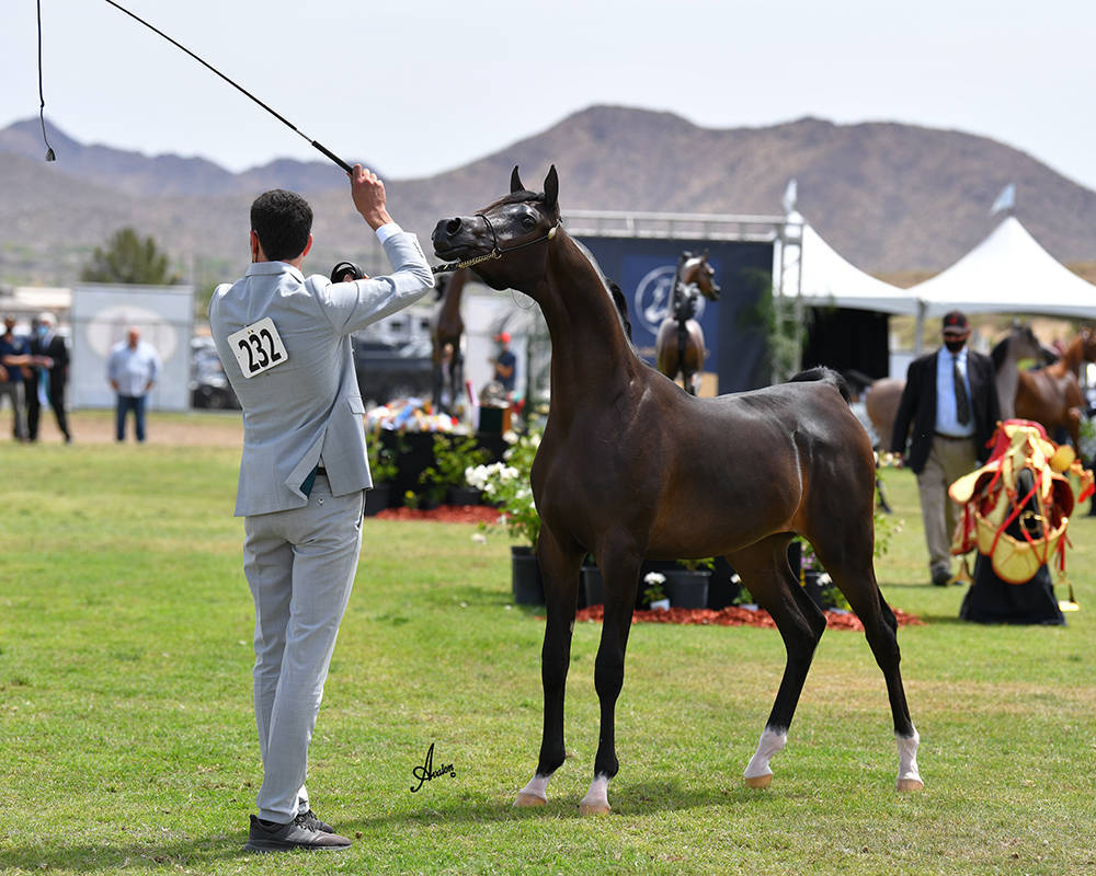 The 2021 Arabian Breeders World Cup - Scottsdale 