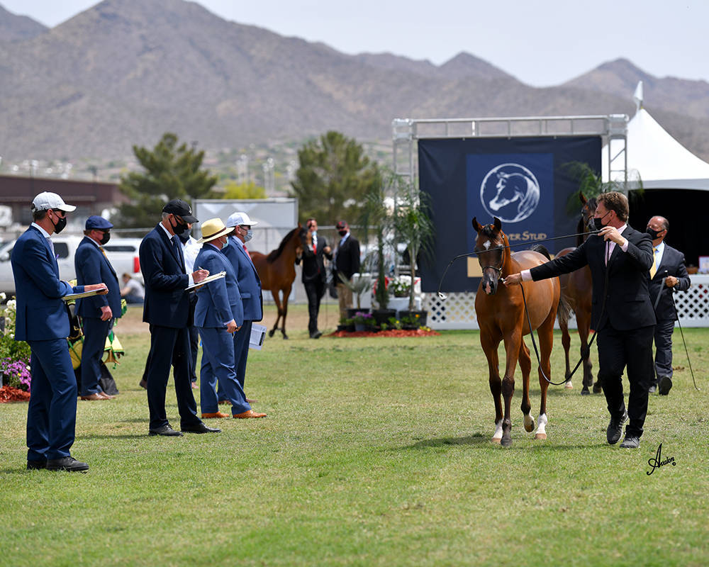The 2021 Arabian Breeders World Cup - Scottsdale 