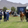 The 2021 Arabian Breeders World Cup - Scottsdale 