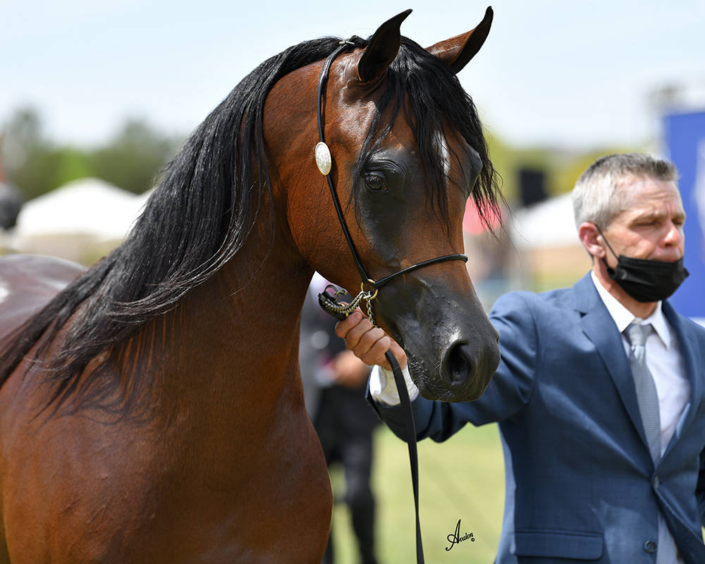 The 2021 Arabian Breeders World Cup - Scottsdale 
