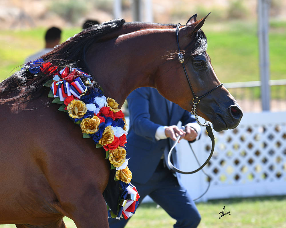 The 2021 Arabian Breeders World Cup - Scottsdale 