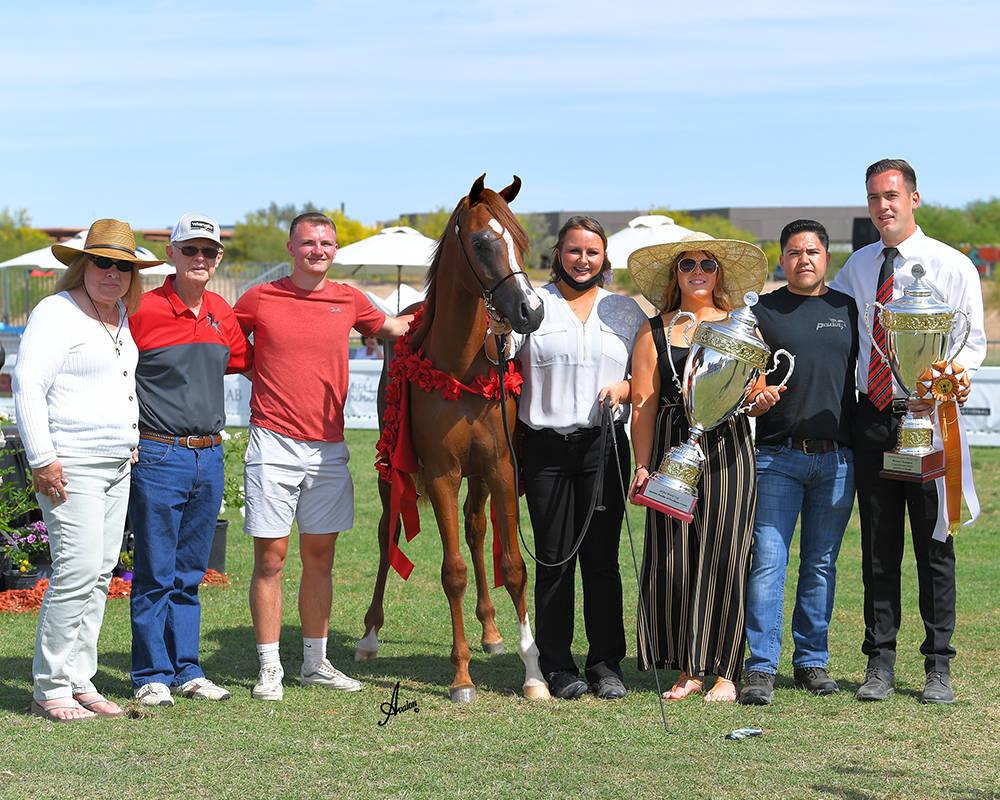 The 2021 Arabian Breeders World Cup - Scottsdale 