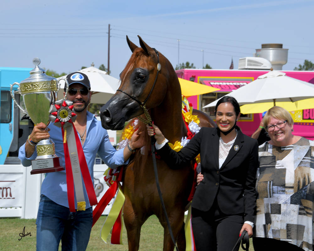 The 2021 Arabian Breeders World Cup - Scottsdale 