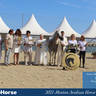 2021 Menton Arabian Horse Show Champions