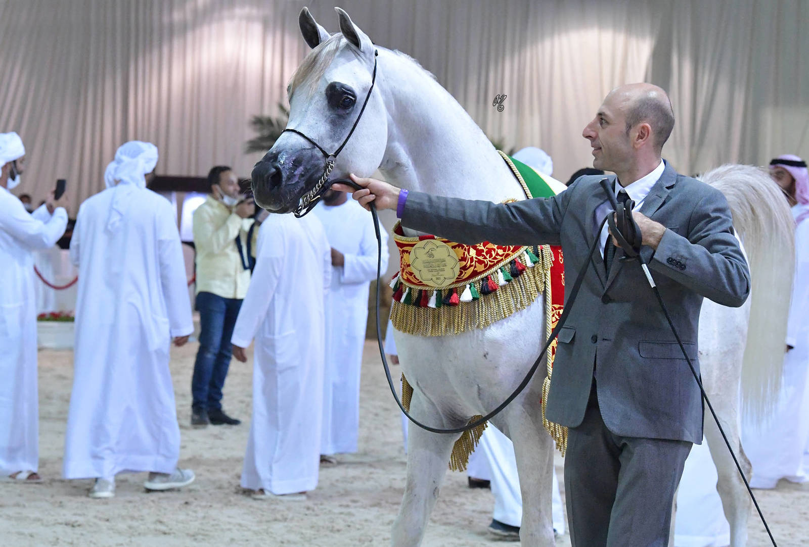 Senior Stallion Gold Champion: J Gergeshan (Fuerte X Shalwa Alkhail)