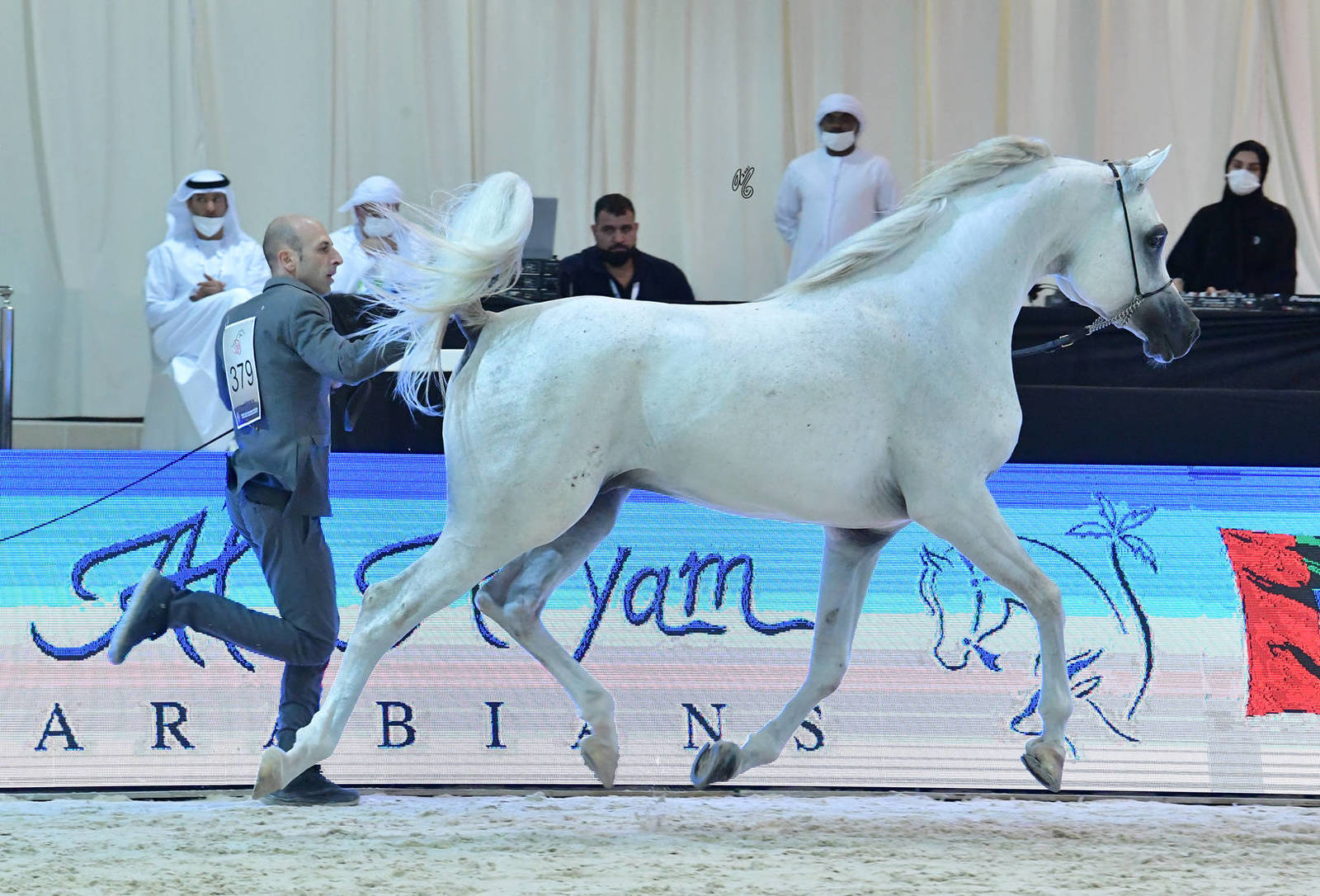 Senior Stallion Gold Champion: J Gergeshan (Fuerte X Shalwa Alkhail)