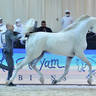 Senior Stallion Gold Champion: J Gergeshan (Fuerte X Shalwa Alkhail)