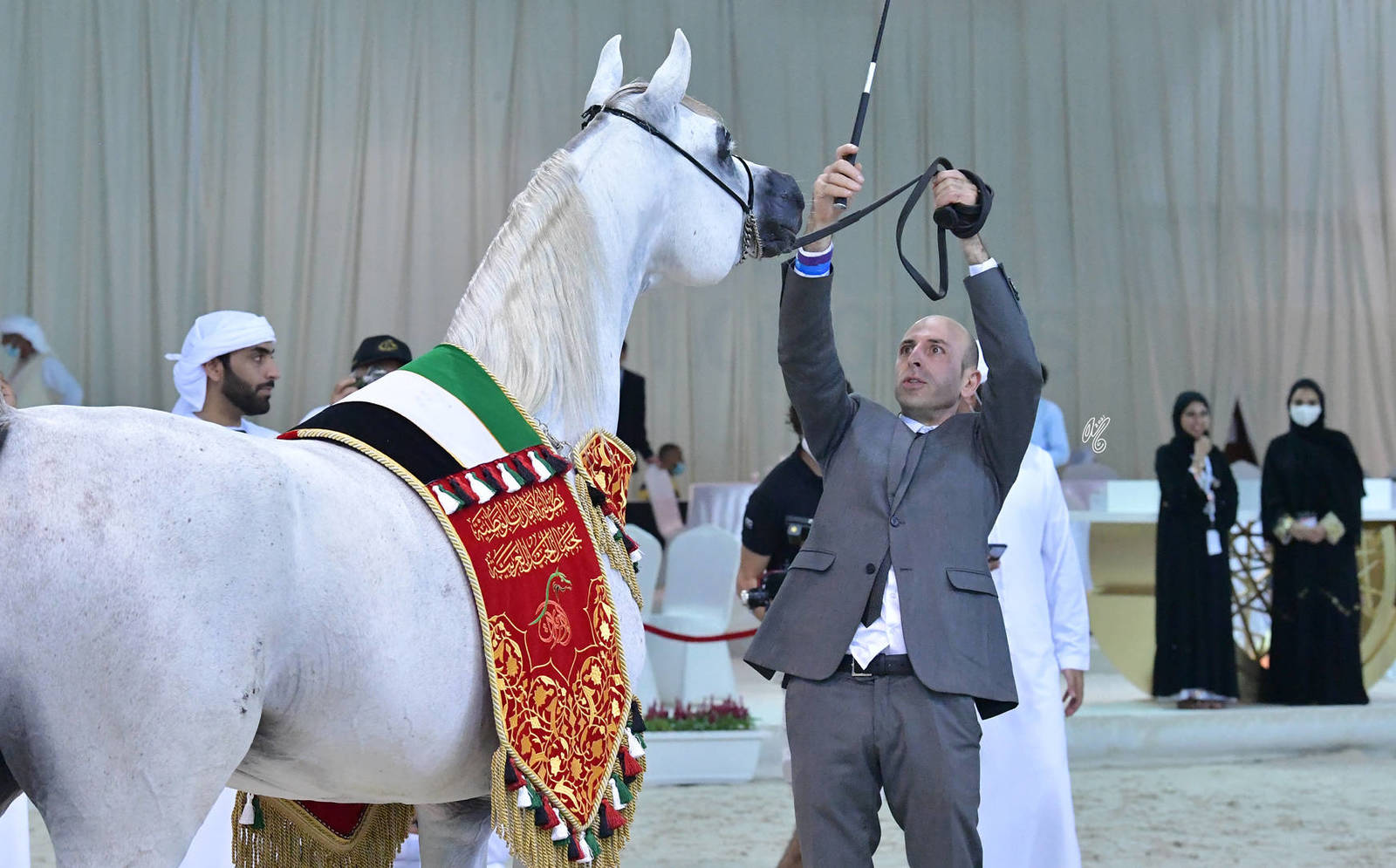 Senior Stallion Gold Champion: J Gergeshan (Fuerte X Shalwa Alkhail)