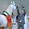 Senior Stallion Gold Champion: J Gergeshan (Fuerte X Shalwa Alkhail)