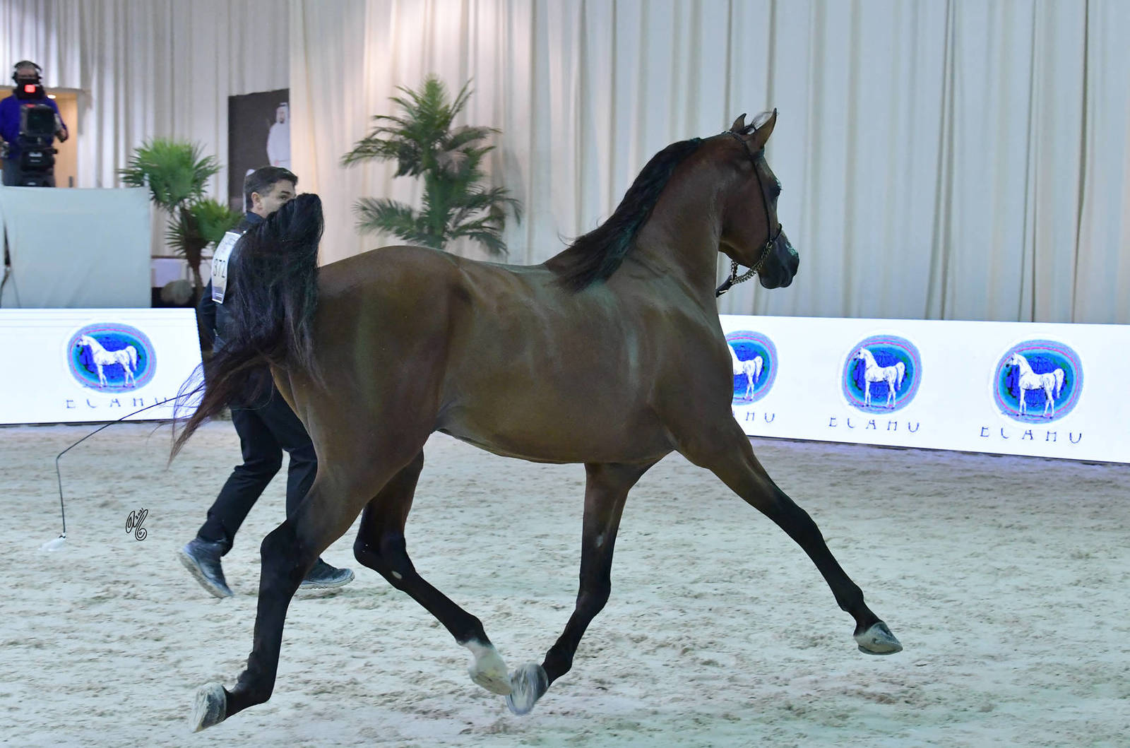 Senior Stallion Silver Champion: Muhab BHM (S.M.A. Magic One X Mademoiselle) 